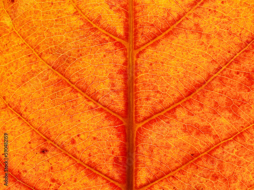 close up orange autumn leaf of Sea almond ( Terminalia catappa L. )