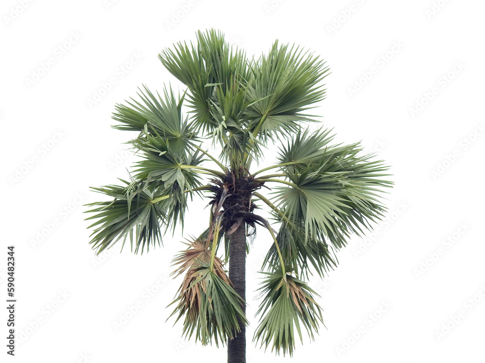 Palmyra palm tree ( Borassus flabellifer Linn ) isolated on white ...