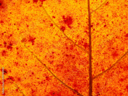 autumn leaf texture of Indian almond tree   Terminalia catappa  