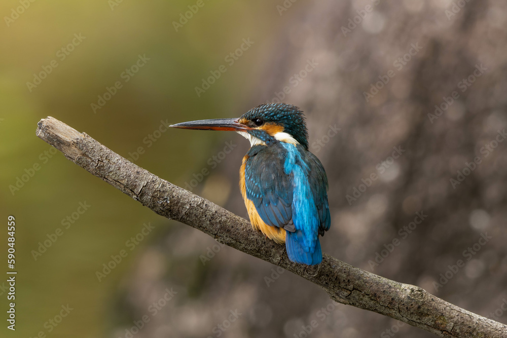 Fototapeta premium 横に長く伸びた太めの枝に立つカワセミ
