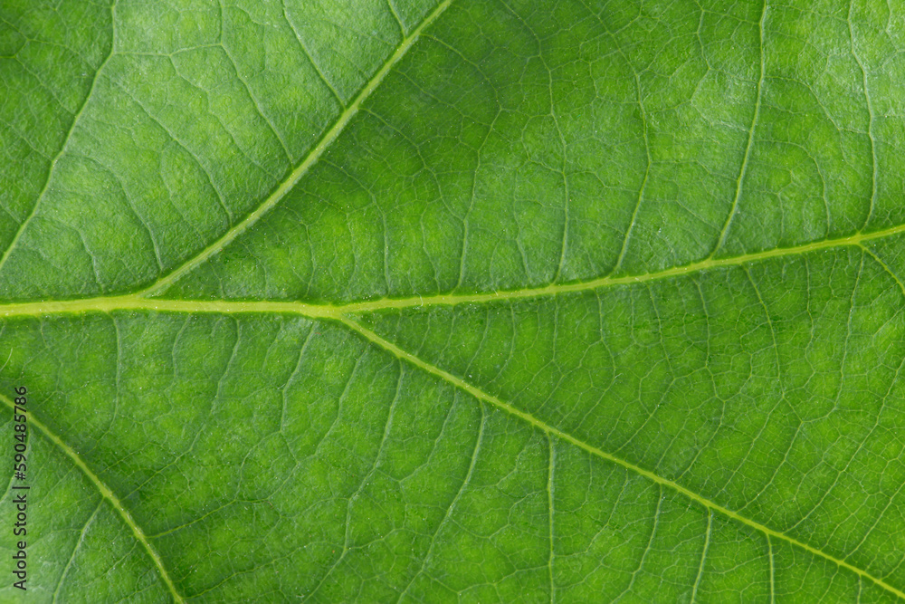 Green leaf macro. Texture of nature. Green leaf macro. Texture of nature.