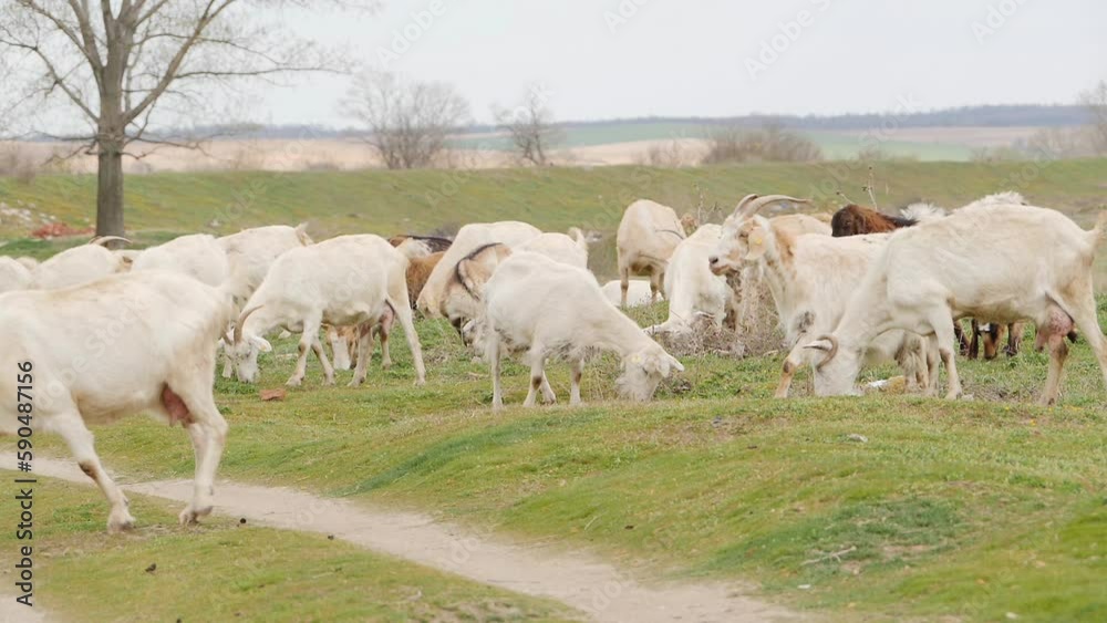 Herd of goats returning from grazing. Full HD resolution, slow motion footage. Herd of goats returning from grazing. Full HD resolution, slow motion footage.