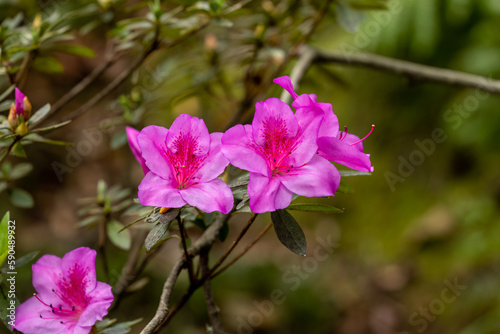 Delicate Pink Rhododendron Simsii Blossom