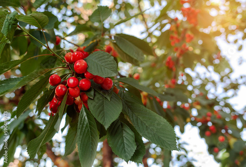 Cherry Berry on Cherries Tree Branch. Ripe Red Cherry Harvest Orchard Background with Sun Light. Copy space.