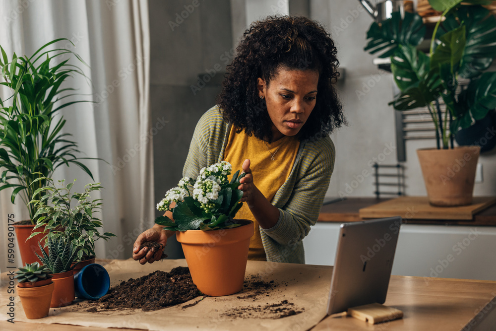 A multiracial woman is potting a house plant and looking for instructions on tablet
