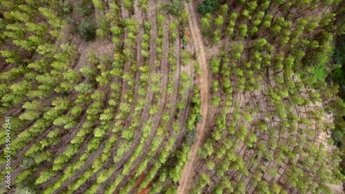 Top view of trees in the bush photo