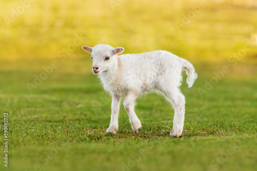 Little sheep baby in summer. Farm animals.