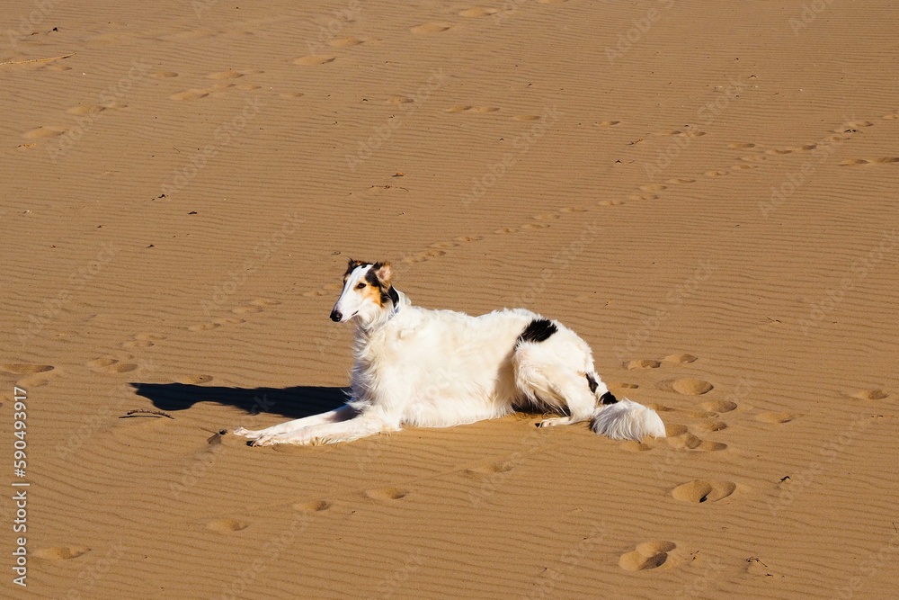 white greyhound dog on the sand near the water
white greyhound dog on the sand near the water
