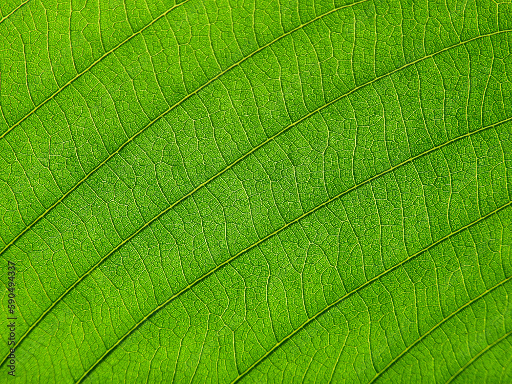 Obraz premium close up green leaf texture