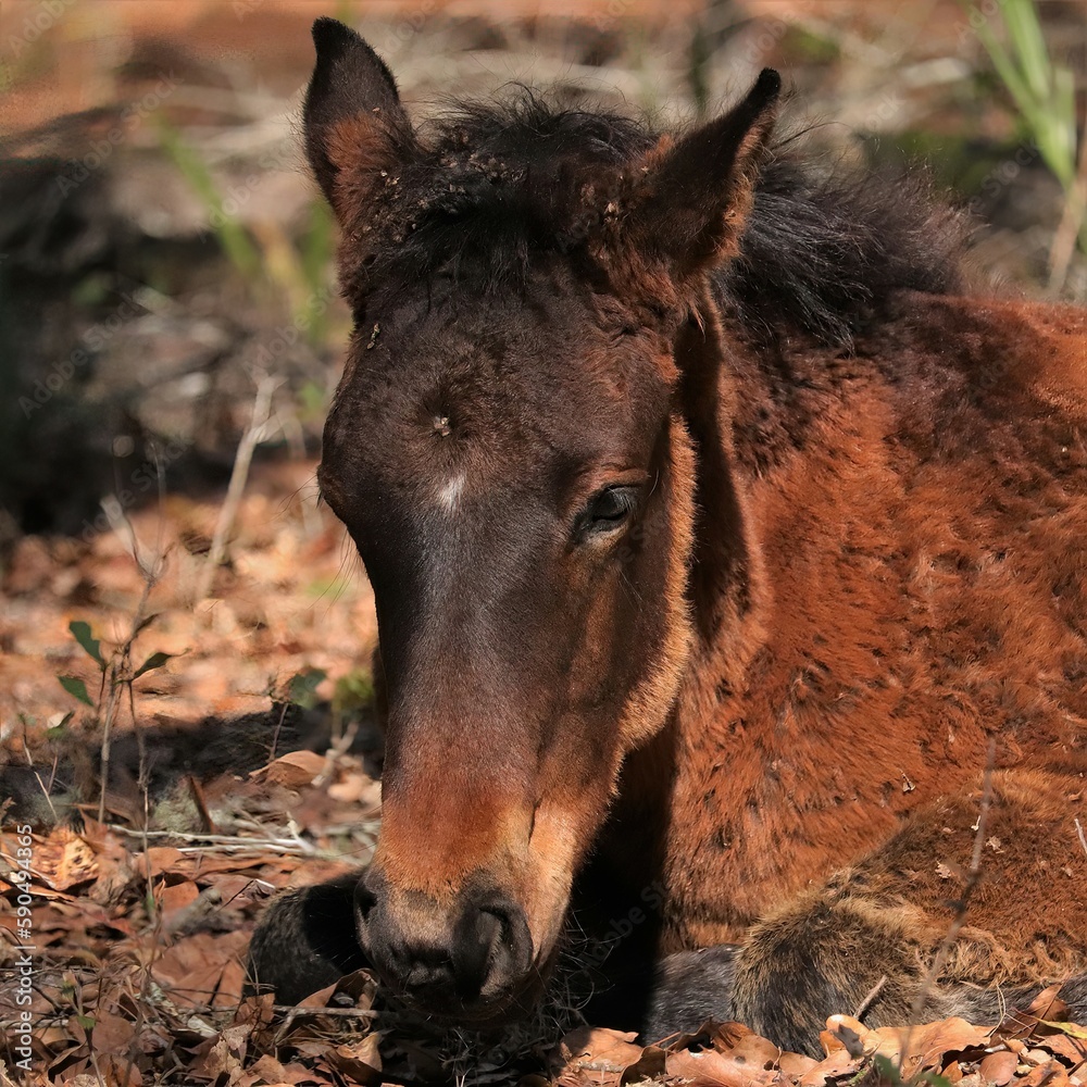 Wild Horse Foal Yearling Colt Baby Paynes Prairie