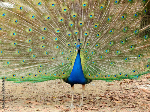 Tableau sur toile Green Peafowl ( Pavo muticus ), peacock bird out of feathers