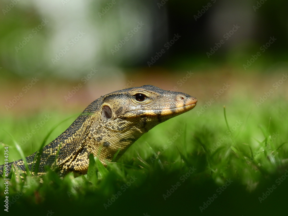 Naklejka premium close up Water Monitor ( Varanus salvator ) on the lawn in the park at Thailand