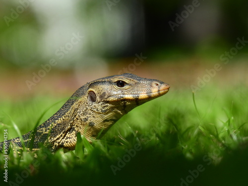 close up Water Monitor ( Varanus salvator ) on the lawn in the park at Thailand © srckomkrit