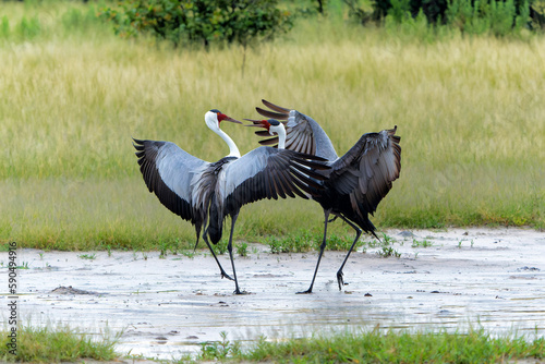 Wattled Crane courtship dance. These wattled crane (Grus carunculata), a threatened monogamous species of crane, where where making a courtship dance in the Okavango Delta in Botswana