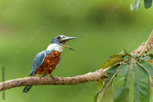 Ringed Kingfisher (Megaceryle torquata) eating a branch in the wetlands in the North Pantanal in Brazil. Green background.  photo