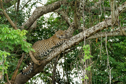 Jaguar  Panthera onca  hanging around in the Northern Pantanal in Mata Grosso in Brazil