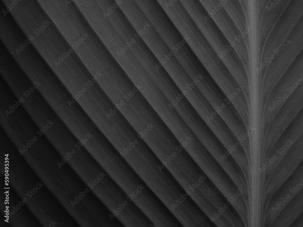Obraz premium black leaf texture, dark background