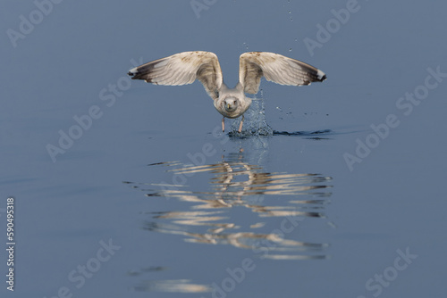 Caspian Gull (Larus cachinnans) fflying around the boat trying to catch a fish in the Oder Delta in Poland photo