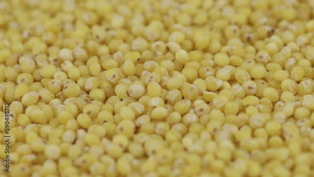 Yellow millet groats close-up. Yellow millet groats close-up.