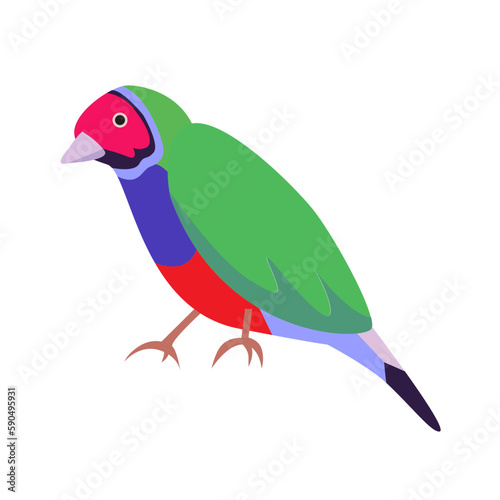 bird gouldian finch illustration