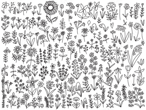 Vector doodle different kinds of flowers and herbs set. Big botanical wild flowers set