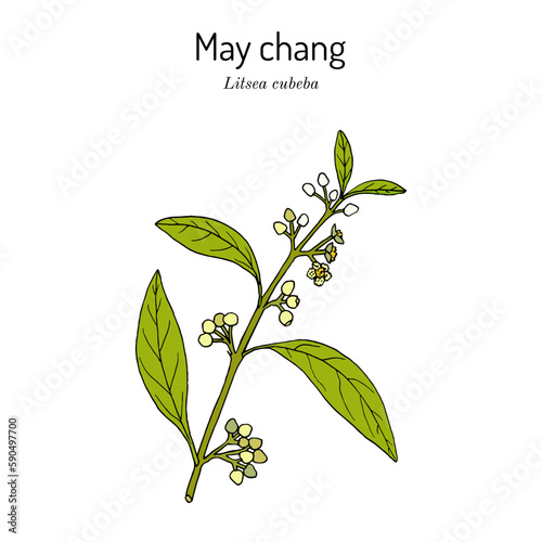 Aromatic litsea or may chang (Litsea cubeba), medicinal plant