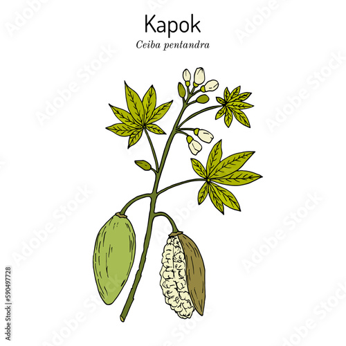 Kapok or Java cotton (Ceiba pentandra ), medicinal plant
