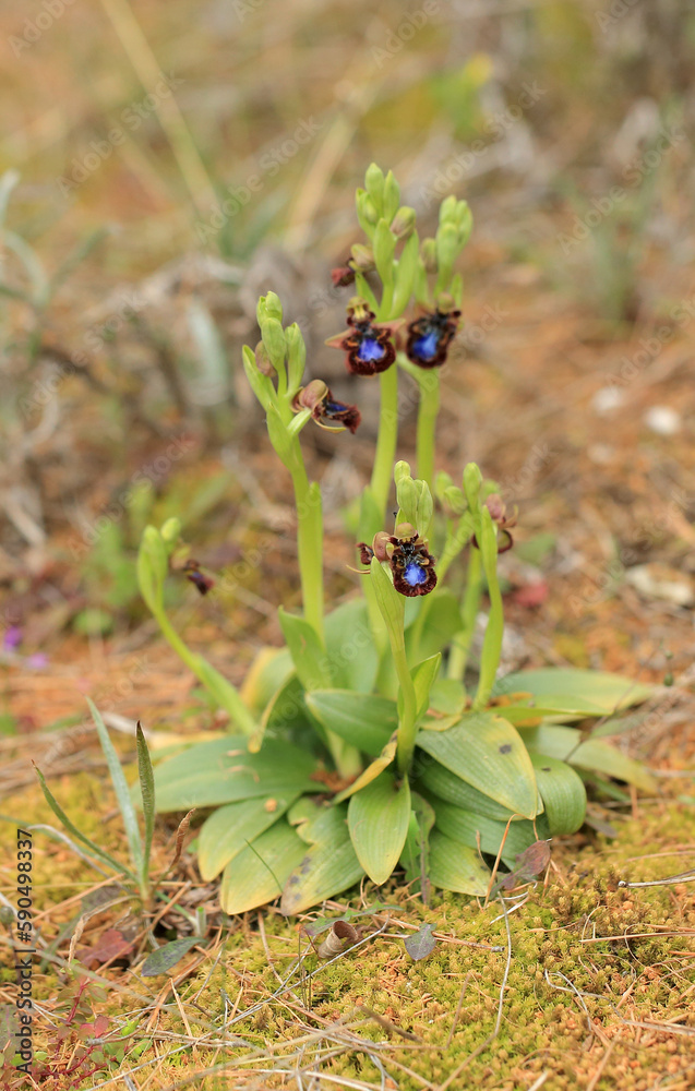 The Mirror Orchid (Ophrys speculum) on a xerothermic grassland in the Peloponnese (Greece)