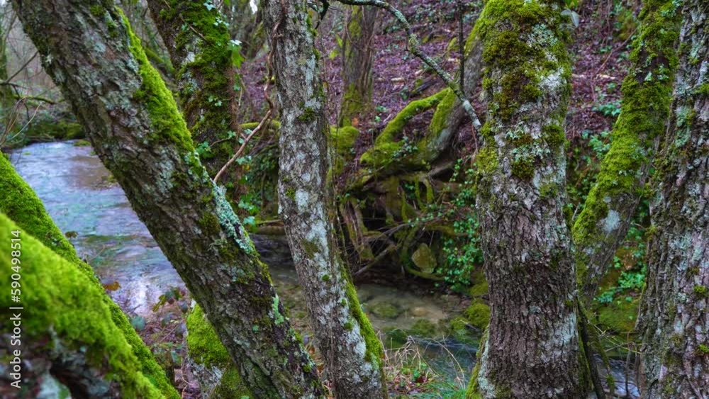 Forest around the Barrio Lucio waterfall. Valdelucio Valley. World geological heritage by UNESCO. Las Loras Geopark. Burgos. Castile and Leon. Spain, Europe Forest around the Barrio Lucio waterfall. Valdelucio Valley. World geological heritage by UNESCO. Las Loras Geopark. Burgos. Castile and Leon. Spain, Europe