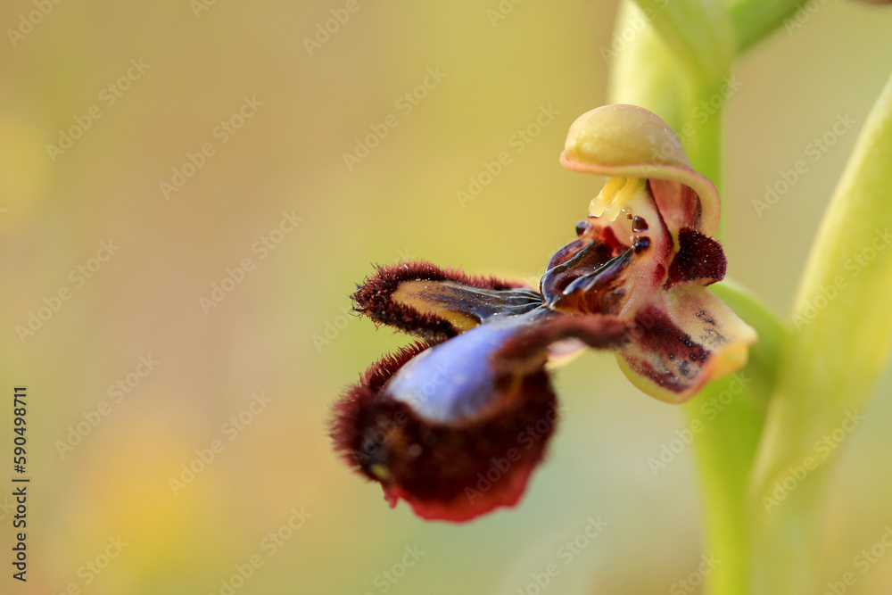 The Mirror Orchid (Ophrys speculum) on a xerothermic grassland in the Peloponnese (Greece)