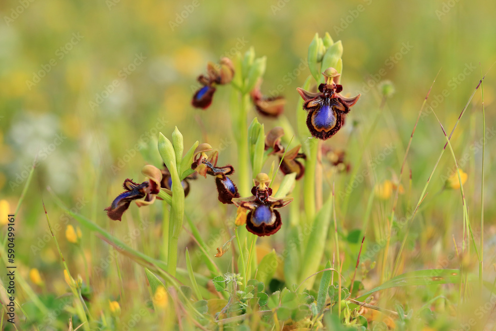 The Mirror Orchid (Ophrys speculum) on a xerothermic grassland in the Peloponnese (Greece)