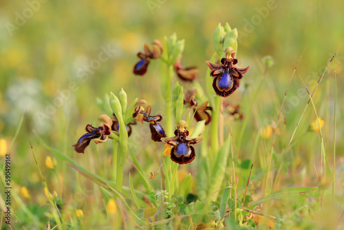 The Mirror Orchid  (Ophrys speculum) on a xerothermic grassland in the Peloponnese (Greece) © andrzej_67