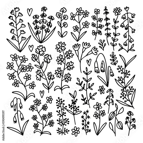 Vector doodle different kinds of flowers and herbs set. Big botanical wild flowers set