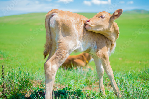モンゴルの大草原の子牛