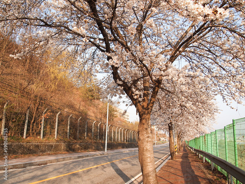 Early morning cherry blossoms blooming in Spring in a small South Korean town. © John