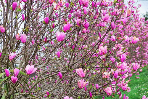 Alley of blossomong trees of pink magnolia flowesr in springtime outdoors. Spring nature photo