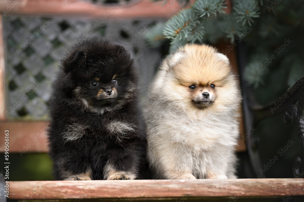 two pomeranian spitz puppies sitting on a bench together two pomeranian spitz puppies sitting on a bench together