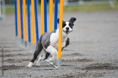 Border Collie doing slalom on a dog agility course