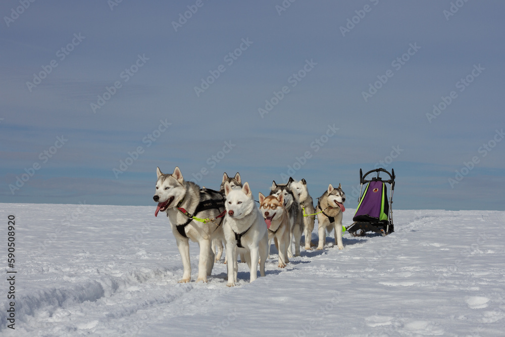 sled dogs in snow