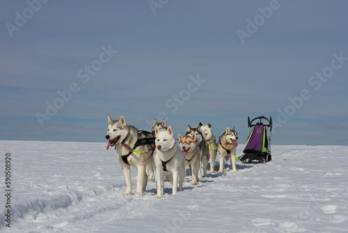 sled dogs in snow © Анастасия Гусева