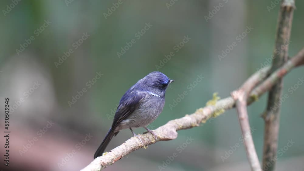 Niltava macgrigoriae male ,Bird watching in forest Niltava macgrigoriae male ,Bird watching in forest
