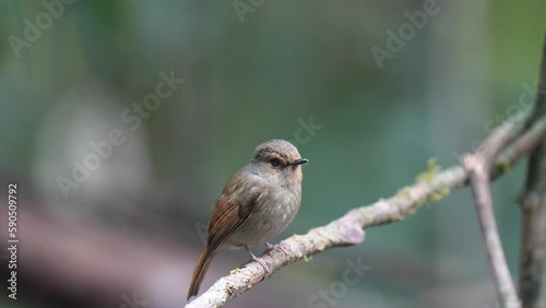 Niltava macgrigoriae female ,Bird watching in forest photo
