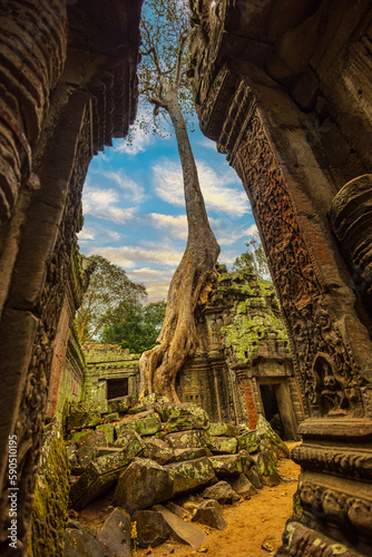 Stunning view of the Ta Prohm temple with a big old tree in Siem Reap, Cambodia