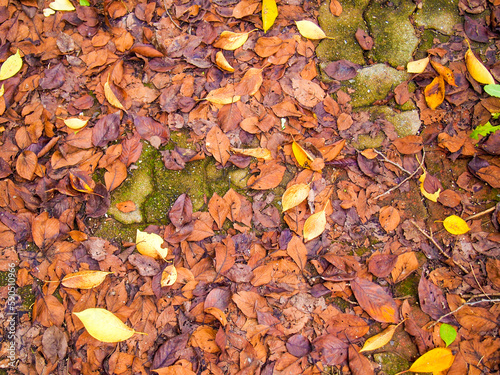 Wet autumn leaves scattered on an interlocked stone walkway. © John
