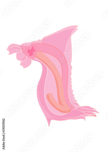 Pink See-Through Fantasia