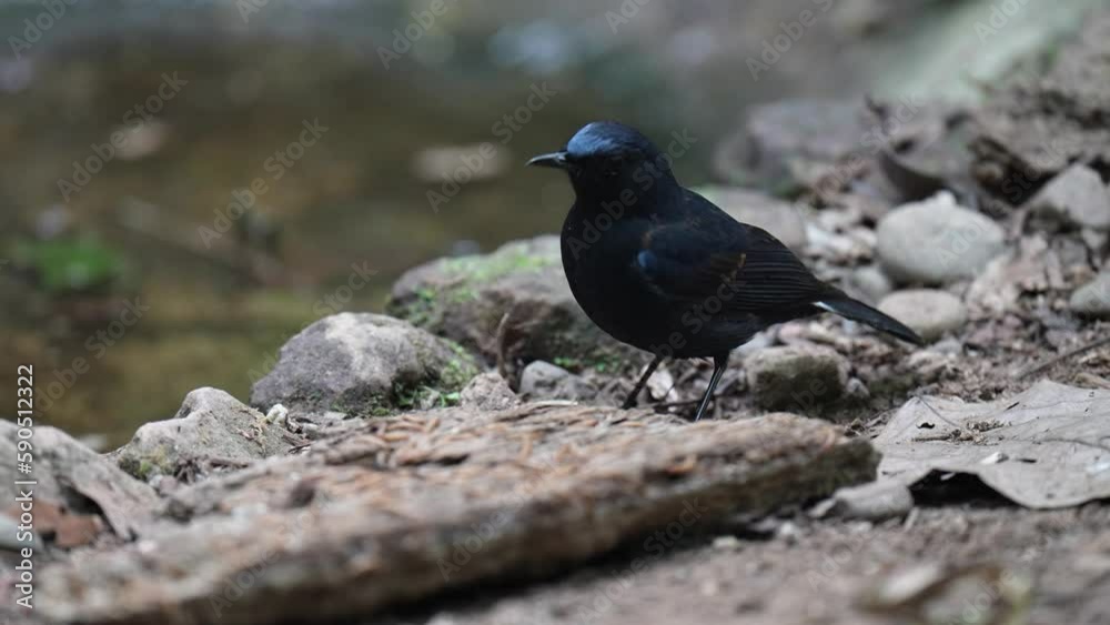 White-tailed Robin,Bird watching in forest White-tailed Robin,Bird watching in forest