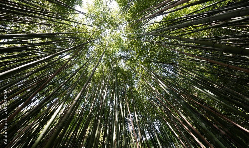 bamboo forest - fresh bamboo background bamboo forest - fresh bamboo background