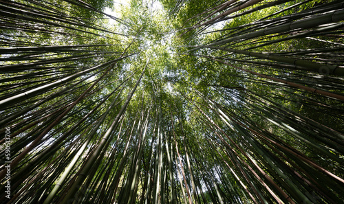 bamboo forest - fresh bamboo background