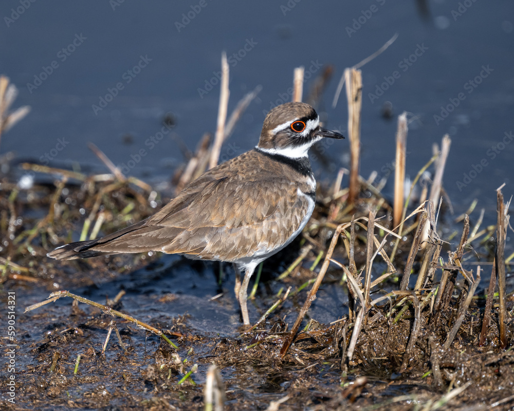 Killdeer on Pond Stock Photo Adobe Stock