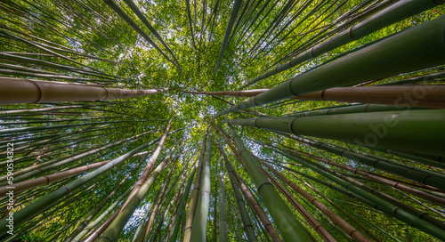 bamboo forest - fresh bamboo background